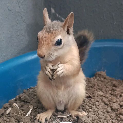 Sinco the adorable viral squirrel